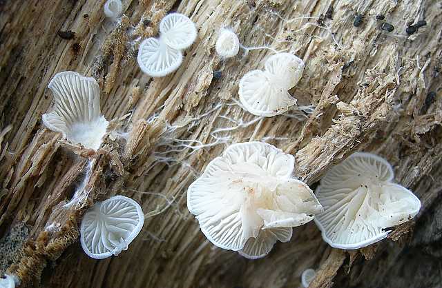 Funghi e vegetazione invasiva